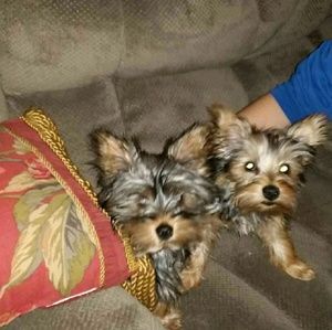 Meet your Posher, Rena